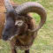 Article - Photo Gallery - Gaerllwyd Norris, Soay Ram